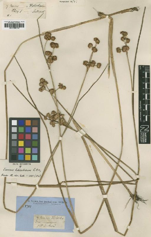 Juncus holoschoenus R.Br. - BM000990792