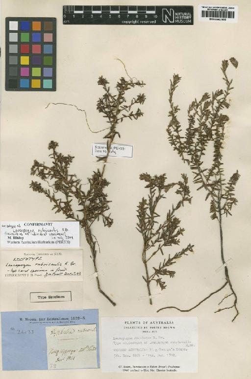 Leucopogon rubricaulis R.Br. - BM000907505