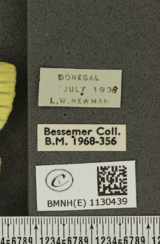 Pieris napi britannica Müller & Kautz, 1939 - BMNHE_1130439_label_86339