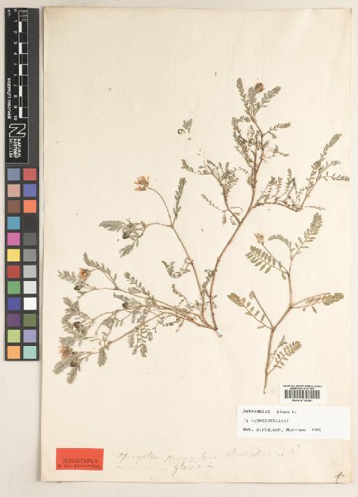 Astragalus glaux L. - BM000793080