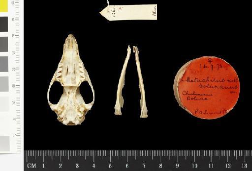Metachirus nudicaudatus bolivianus Allen,  1901 - 1901.6.7.73_Skull_Ventral