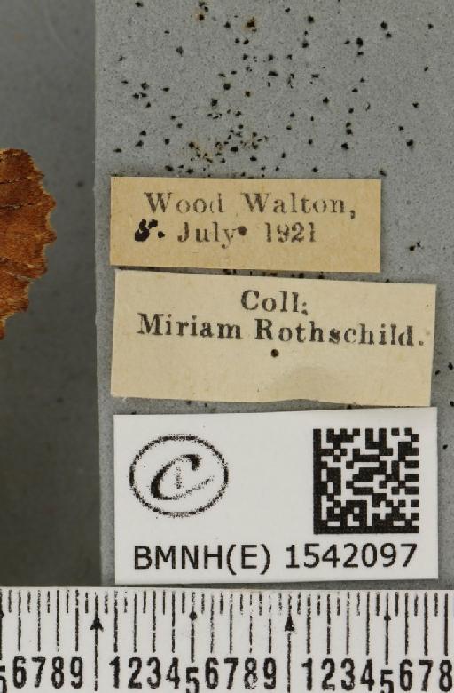 Ptilodon capucina (Linnaeus, 1758) - BMNHE_1542097_label_247701