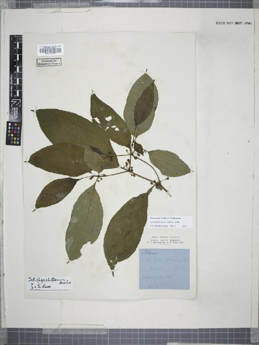Lycianthes biflora (Lour.) Bitter - 001018920