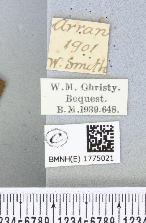 Thera obeliscata ab. obliterata Buchanan White, 1878 - BMNHE_1775021_label_338816