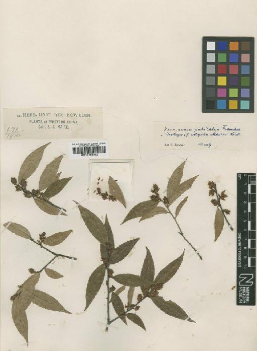 Vaccinium pubicalyx Franch. - BM000996462