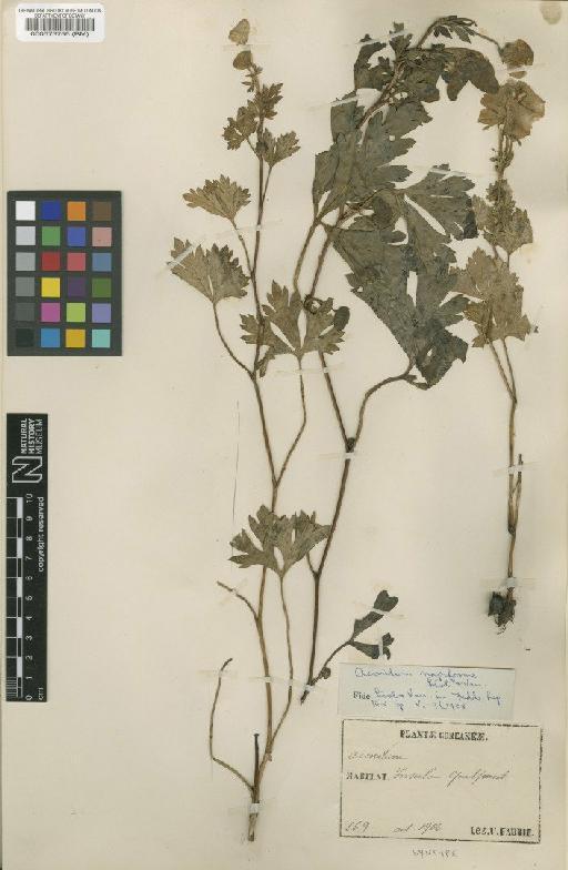 Aconitum napiforme H.Lév. & Vaniot - BM000573755