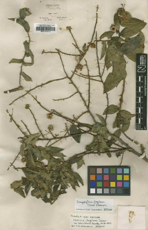 Dasyphyllum flagellare (Casar.) Cabrera - BM001010218
