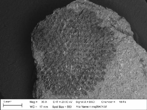 Callopora lineata (Linnaeus, 1767) - Callopora_lineata_msj05474