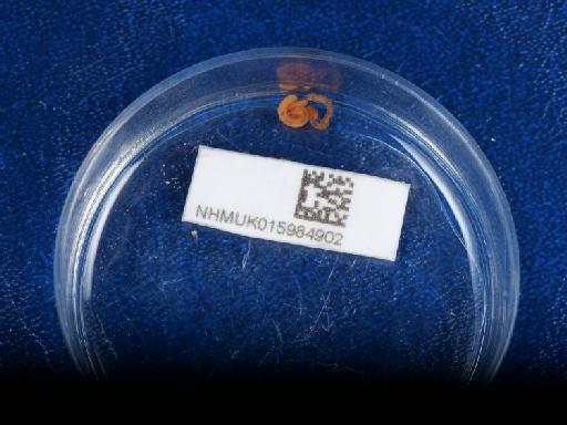 Pista maculata Marenzellar, 1884 - 015984902_1