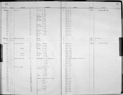 Tellina gari Linnaeus - Zoology Accessions Register: Mollusca: 1956 - 1978: page 56