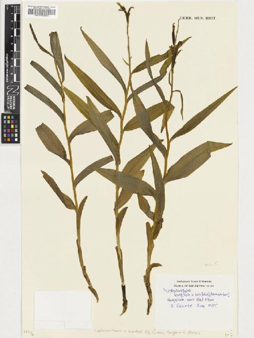 Cephalanthera × schulzei E.G.Camus - BM000955091