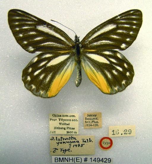 Delias lativitta yunnana Talbot - BMNH(E)149429_Delias lativitta yunnana_Talb