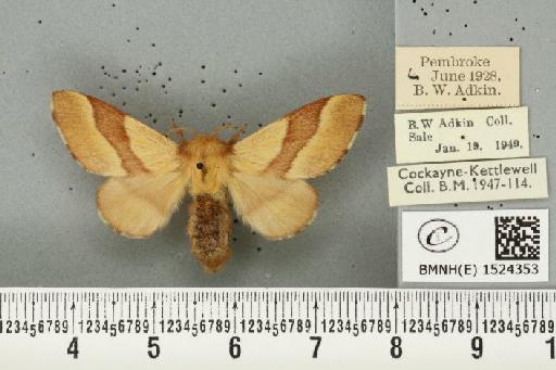 Malacosoma neustria ab. bicolor Sibille, 1927 - BMNHE_1524353_190676