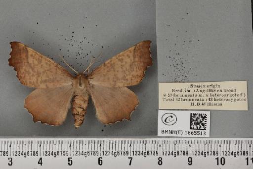 Ennomos autumnaria ab. brunneata Cockayne, 1952 - BMNHE_1865513_432313
