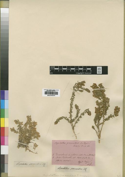 Aspalathus procumbens E.Mey. - BM000843625