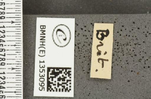 Ochlodes sylvanus (Esper, 1777) - BMNHE_1353095_label_155931