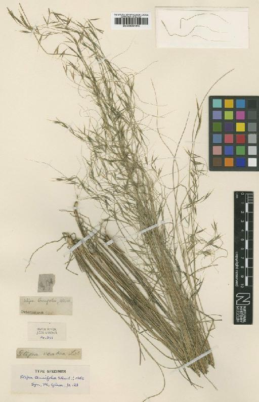 Stipa tenuifolia Steud. - BM000991415