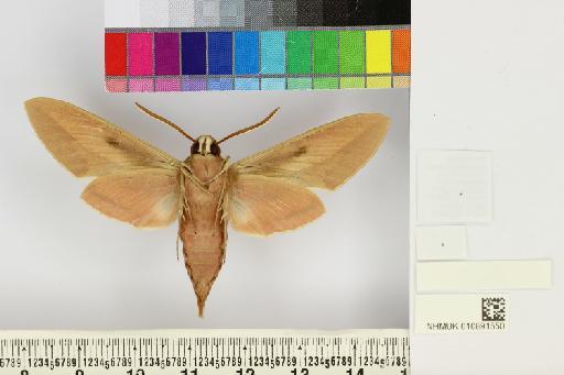 Hyles apocyni (Shchetkin, 1956) - NHMUK010891550_Hyles_apocyni_ventral_and_labels.JPG