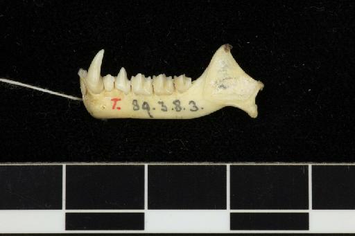 Hipposideros commersoni mostellum Thomas,  1904 - 1889_3_8_3-Hipposideros_commersoni_mostellum-Holotype-Skull-mandible-lateral