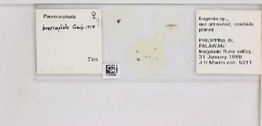 Paurocephala brevicephala Crawford, 1917 - 013485086_117207_1146559_157882_NonType