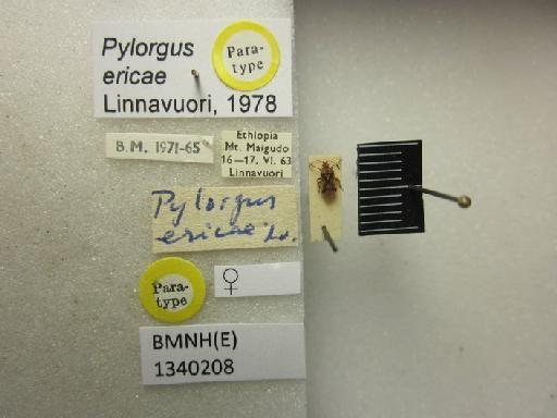 Pylorgus ericae Linnavuori - Pylorgus ericae-BMNH(E)1340208-Paratype female dorsal & labels