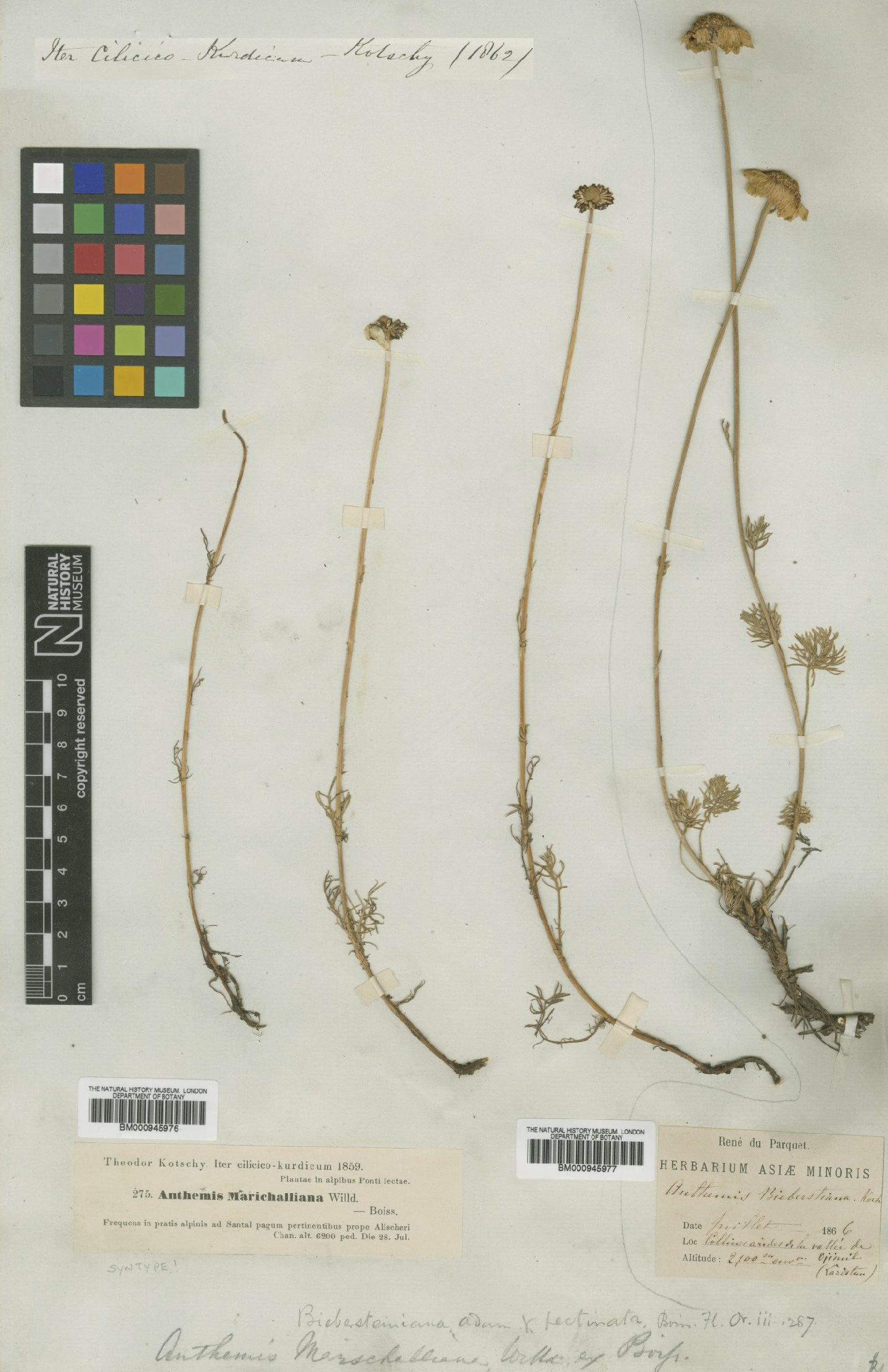 To NHMUK collection (Anthemis marschalliana subsp. pectinata (Boiss.) Grierson; Type; NHMUK:ecatalogue:474170)