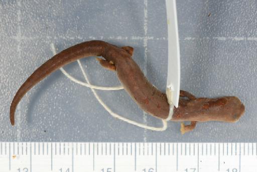 Bolitoglossa orestes - Image of specimen 1905.5.31.105