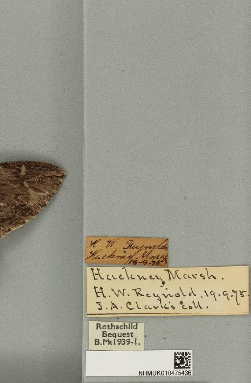 Agrius convolvuli ab. obscura Tutt, 1904 - NHMUK_010475436_label_527055