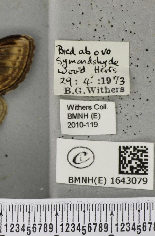 Notodonta ziczac ziczac (Linnaeus, 1758) - BMNHE_1643079_label_244676