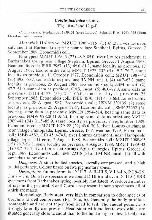 Cobitis hellenica Economidis & Nalbant, 1996 - Cobitis hellenica