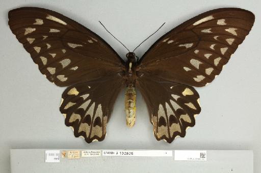 Ornithoptera croesus croesus Wallace, 1859 - 013604981__
