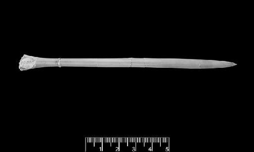 Bairstowius junceus (Phillips, 1867) - NHMUK PI C 29008 (a)