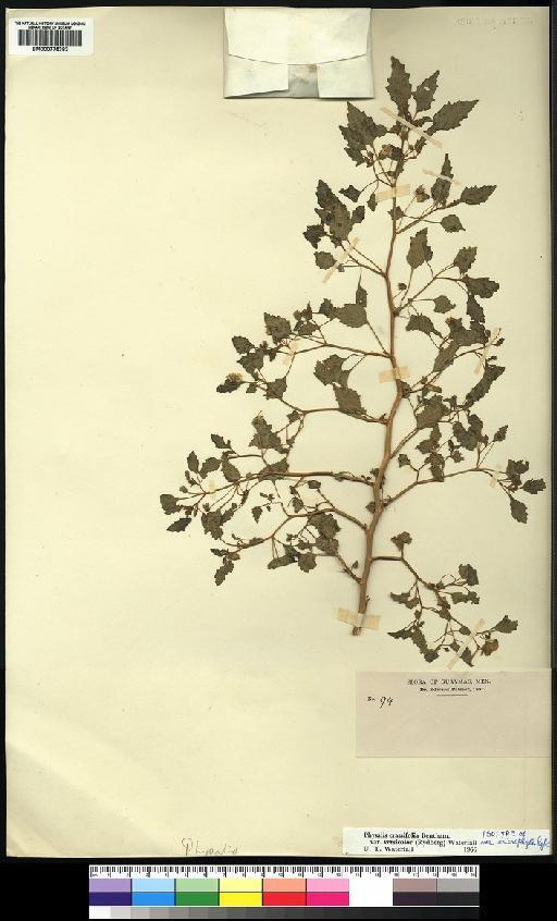 Physalis crassifolia var. versicolor (Rydb.)  Waterfall - Spruce - BM000775383