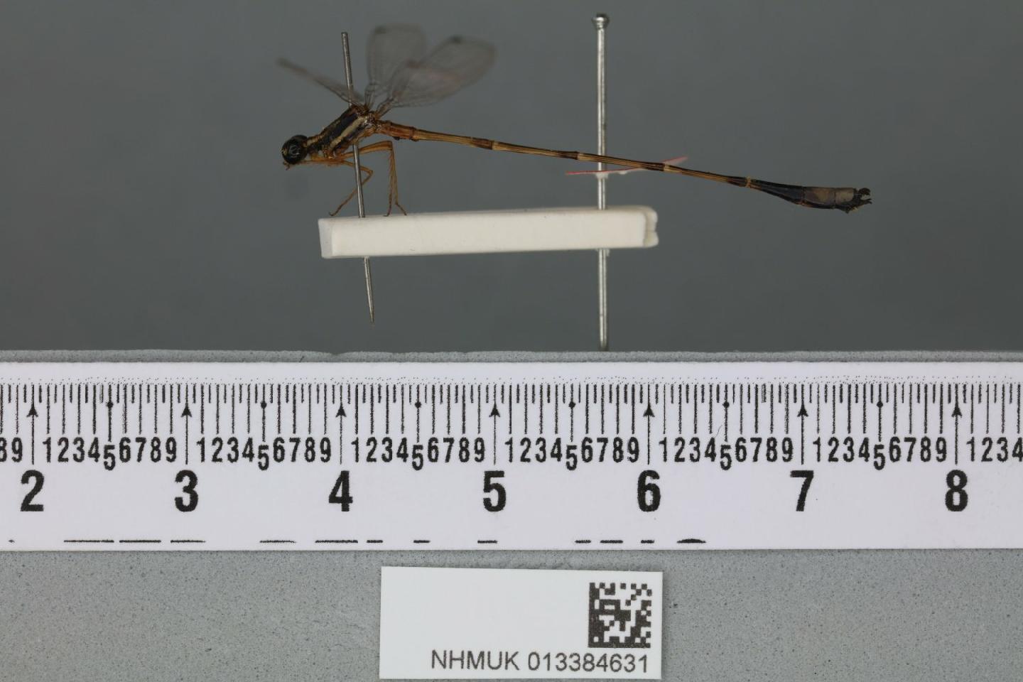 Drepanosticta polychromatica