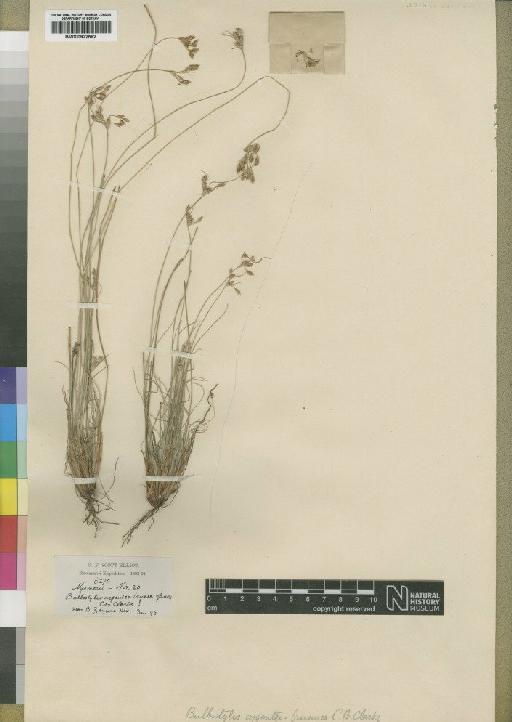 Bulbostylis argentobrunnea C.B.Clarke - BM000922582