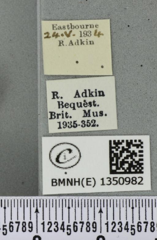 Korscheltellus lupulina (Linnaeus, 1758) - BMNHE_1350982_label_186376