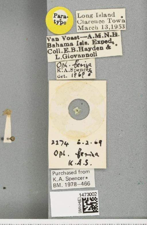Ophiomyia ferina Spencer, 1973 - BMNHE_1473002_label_47386