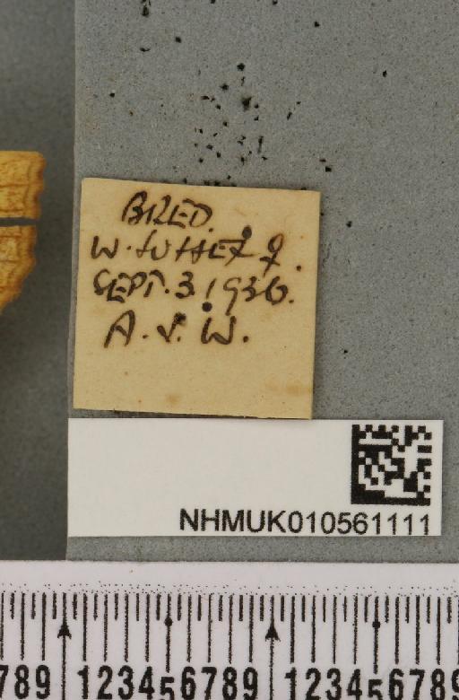 Tiliacea citrago ab. aurantiago Tutt, 1892 - NHMUK_010561111_label_618652