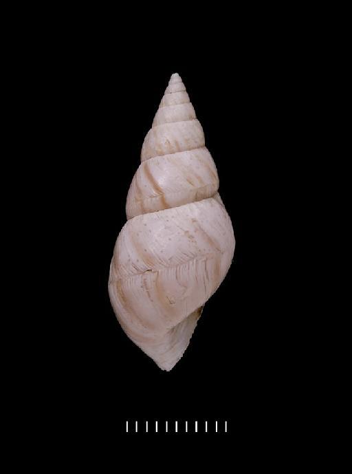 Bulimus longinquus Morelet, 1863 - 1893.2.4.185-187, PARALECTOTYPES, Bulimus longinquus Morelet, 1863