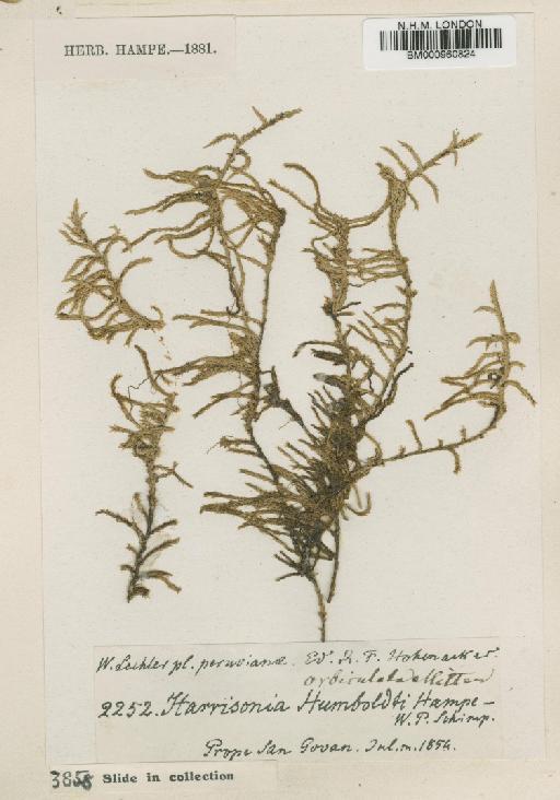 Rhacocarpus excisus (Müll.Hal.) Paris - BM000960824