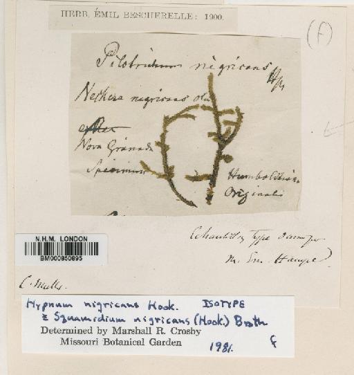 Squamidium nigricans (Hook.) Broth. - BM000850895