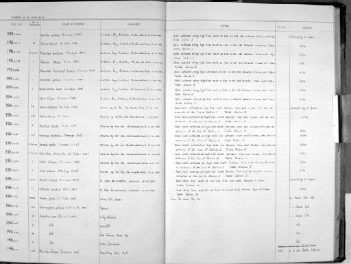 Tellina (Fabulina) fabula subterclass Euheterodonta Gmelin, 1791 - Zoology Accessions Register: Mollusca: 1962 - 1969: page 93