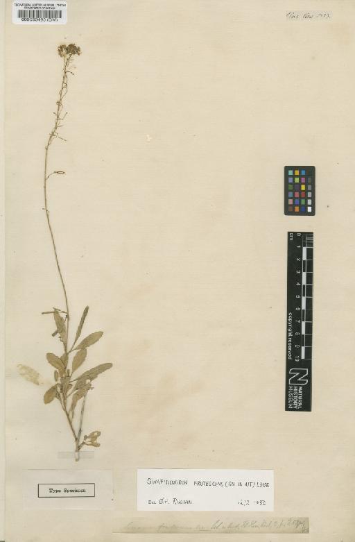 Sinapis frutescens Sol. in Aiton - BM000593493