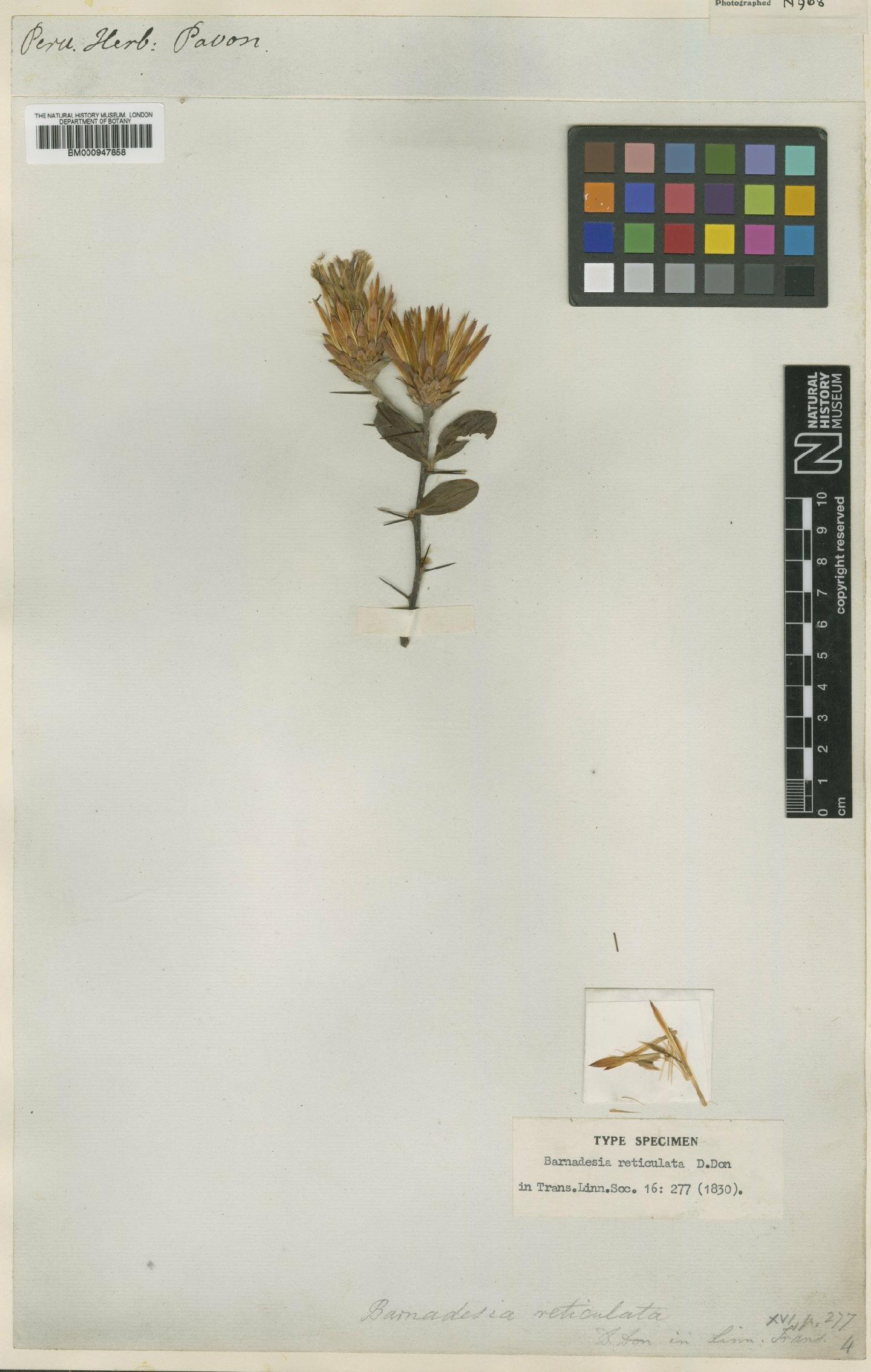 To NHMUK collection (Barnadesia reticulata D.Don; Type; NHMUK:ecatalogue:618275)