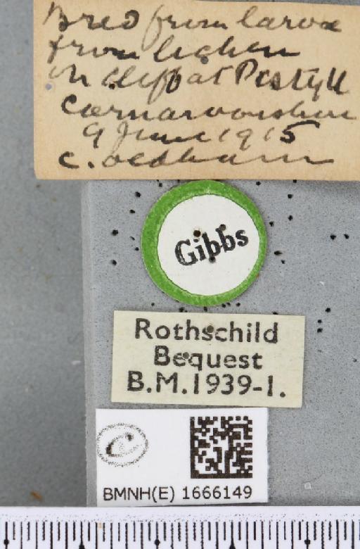 Eilema lurideola (Zincken, 1817) - BMNHE_1666149_label_287828