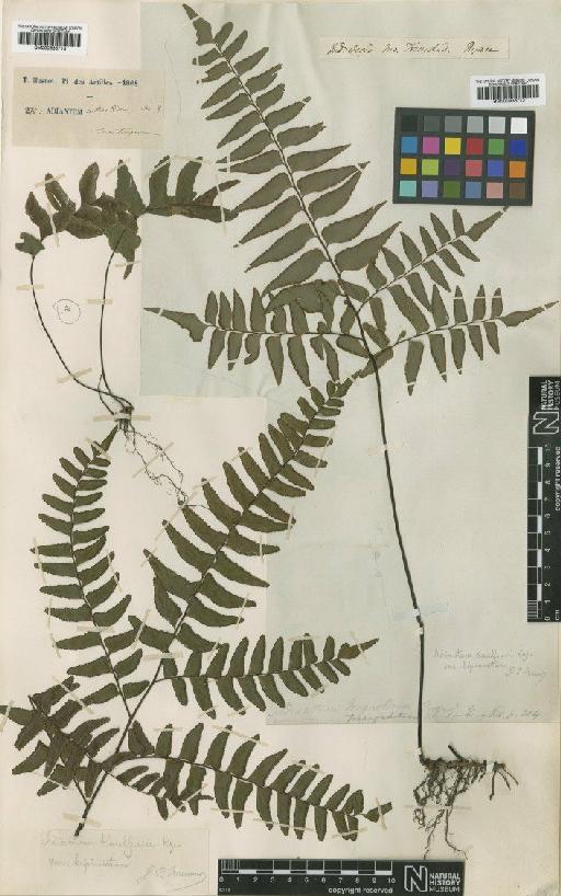 Adiantum latifolium Lam. - BM000936712