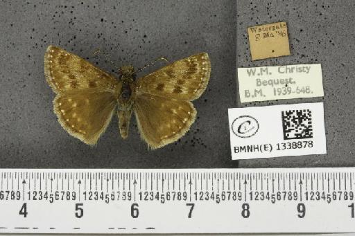 Erynnis tages tages (Linnaeus, 1758) - BMNHE_1338878_168152