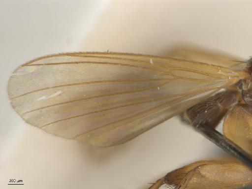 Sciophila aliena Walker, 1856 - 010626414_Sciophila_aliena_Ectrepesthoneura_hirta_HT_BMNH236679_wing