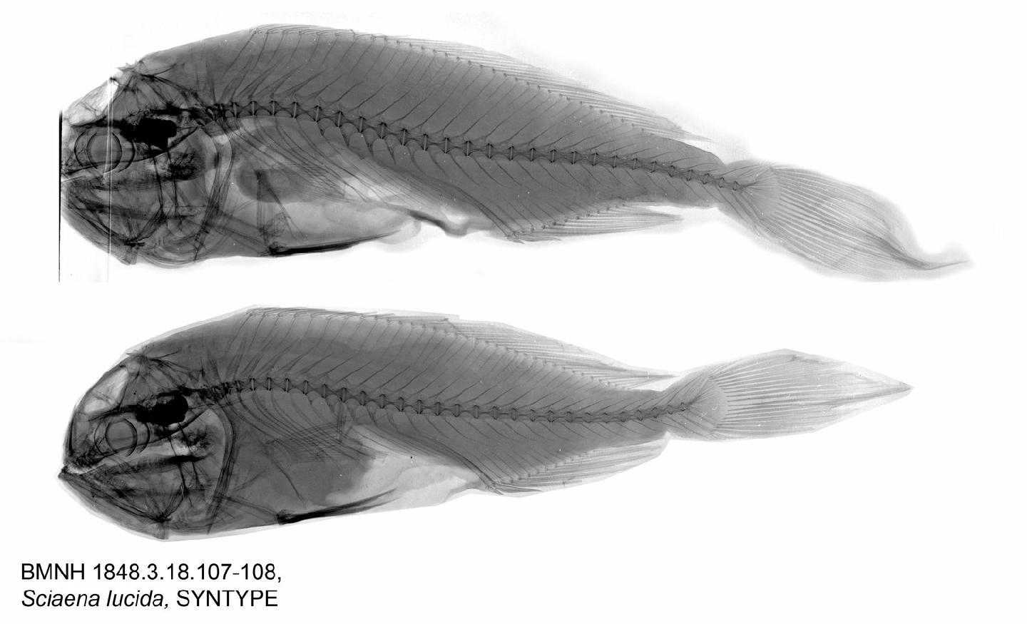 To NHMUK collection (Collichthys lucidus (Richardson, 1844); SYNTYPE(S); NHMUK:ecatalogue:2581911)