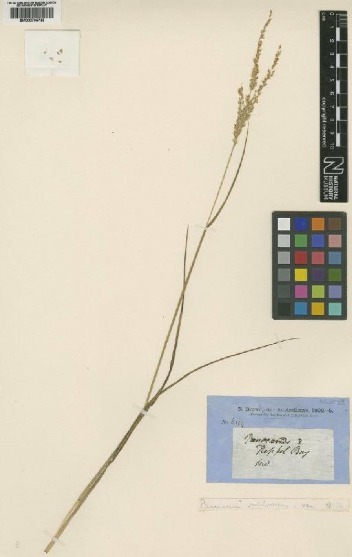 Digitaria brownii (Roem. & Schult.) Hughes - BM000795735